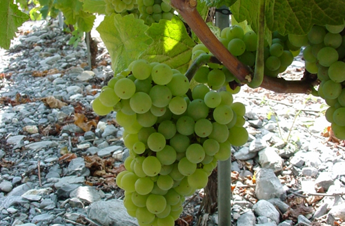 白皮諾（Pinot Blanc）