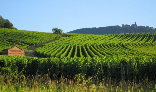 法國(guó)波爾多梅多克中級(jí)莊分級(jí)制度