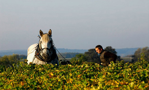 釀酒師為重獲其AOC認(rèn)證狀告INAO