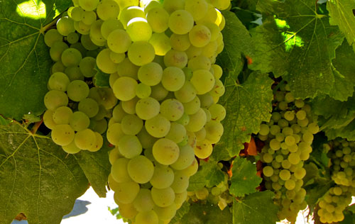 霞多麗（Chardonnay）