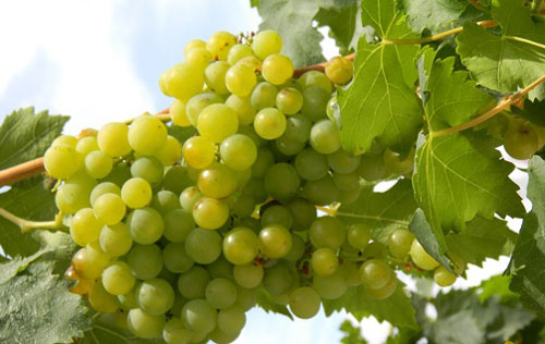 白詩南（Chenin Blanc）