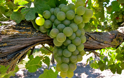 維歐尼（Viognier）