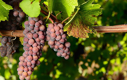 灰皮諾（Pinot Gris）