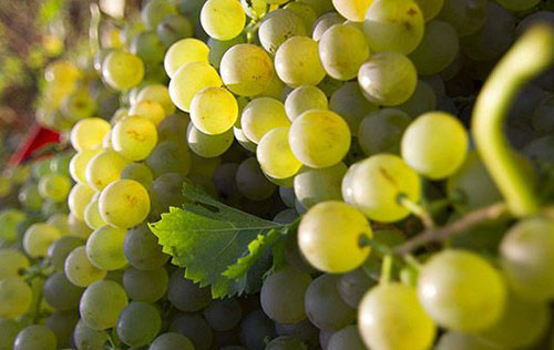 2017年阿斯蒂產(chǎn)區(qū)葡萄產(chǎn)量將減產(chǎn)超過5%