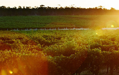 奔富（Penfolds）推出兩款法國葡萄酒
