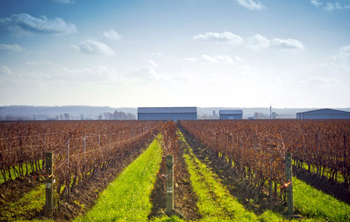 安大略省產區（Ontario）