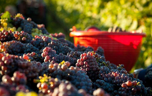 意大利IGT級別葡萄酒必須全部在產(chǎn)區(qū)內(nèi)進(jìn)行釀造