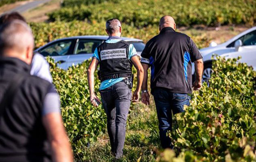 法國進(jìn)入葡萄收獲季節(jié)憲兵巡邏葡萄園