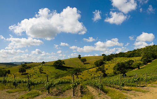 意大利發(fā)布新規(guī)允許部分產區(qū)異地貯存葡萄酒