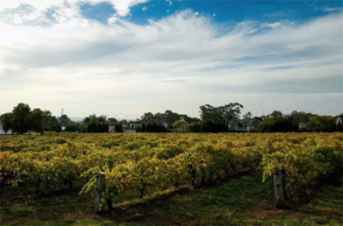 中國貿(mào)易限制將導(dǎo)致澳洲葡萄酒價值下跌