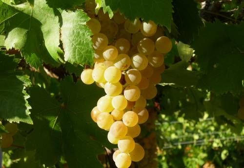 佩德羅-吉梅內斯