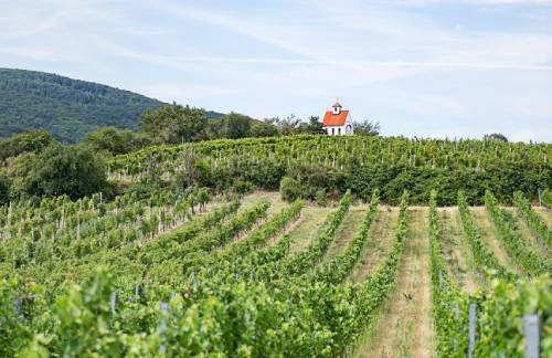 2021年奧地利葡萄酒產量預計為2.4億升