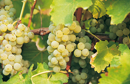 近兩年新西蘭高端長相思葡萄酒價格飆升