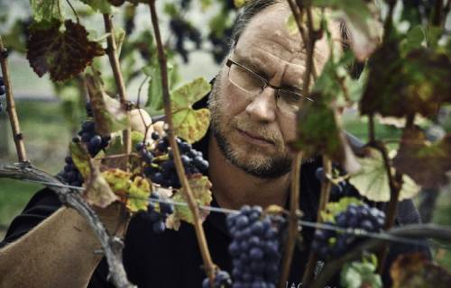 新西蘭馬爾堡產區2022年是“充滿挑戰的年份”